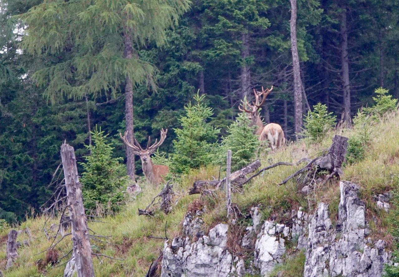 Ferienwohnung Kirchschlager Bad Aussee Bagian luar foto